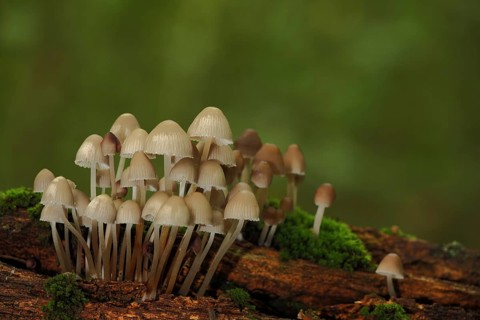 A group of stump fairy helmet