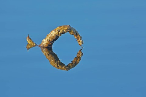 Floating curved water plant on the water surface with reflection in the Federsee lake