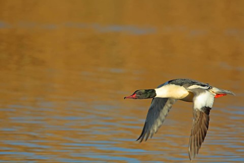Male Common Merganser