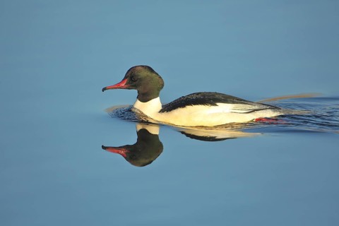 Male Common Merganser