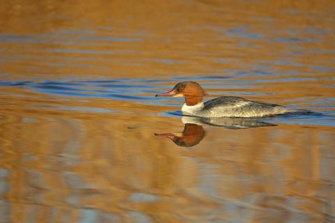 Swimming female Common Merganser