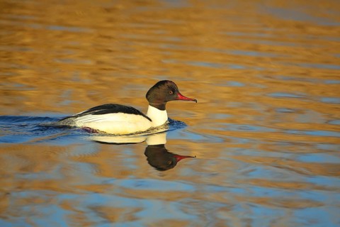 Swimming male common merganser