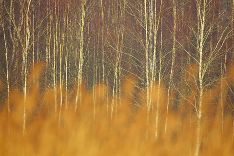 Forest edge with downy birches