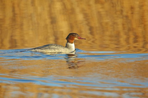 Female Common Merganser