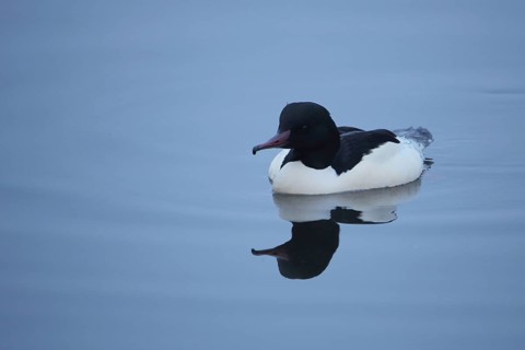 Male Common Merganser