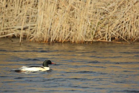 Male Common Merganser