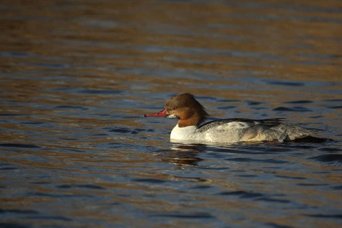 Female Common Merganser