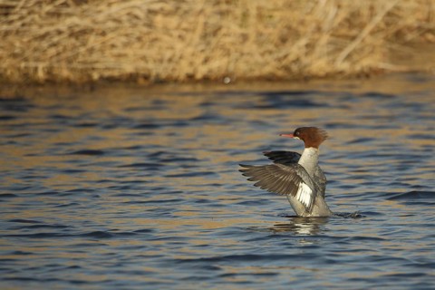 Female Common Merganser