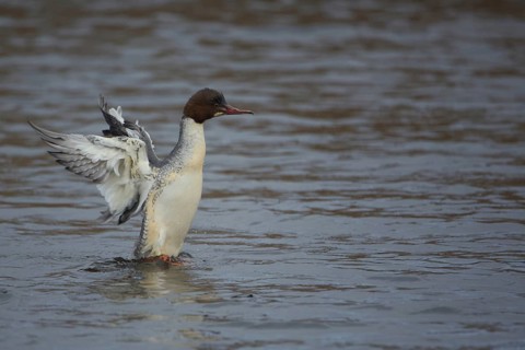 Female Common Merganser