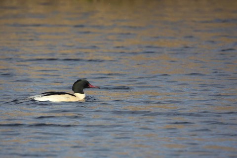 Male Common Merganser