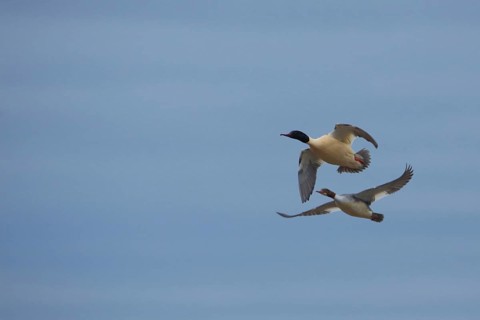 A pair of Common Mergansers