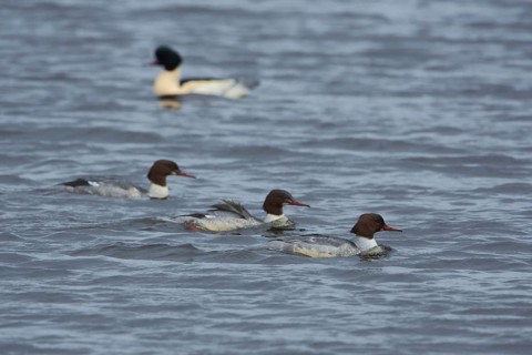 Common merganser
