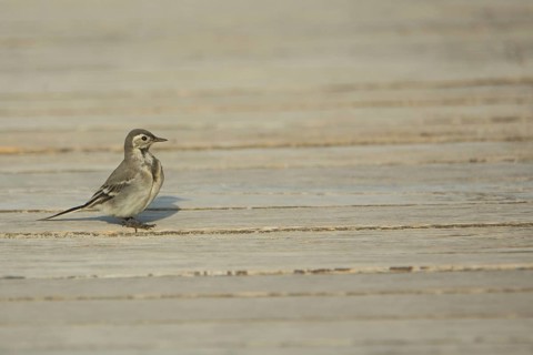 Young wagtail
