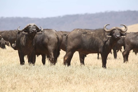 A herd of african buffalo