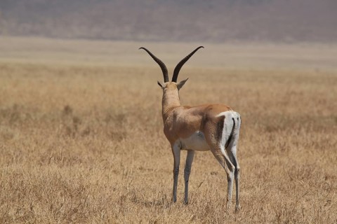 Thomson's gazelle
