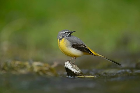 Grey wagtail