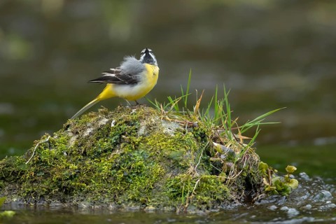 Grey wagtail