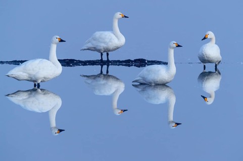Tundra swan
