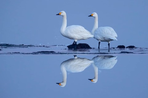 Tundra swan