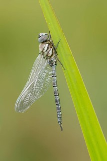 Emperor dragonfly