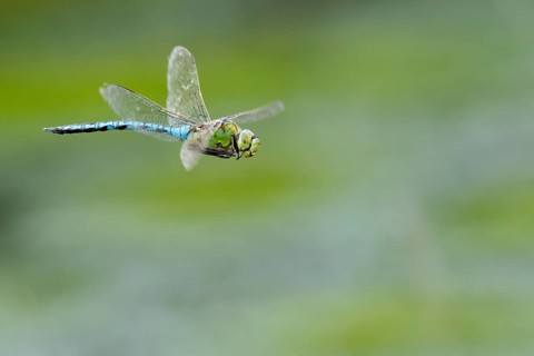 Emperor dragonfly