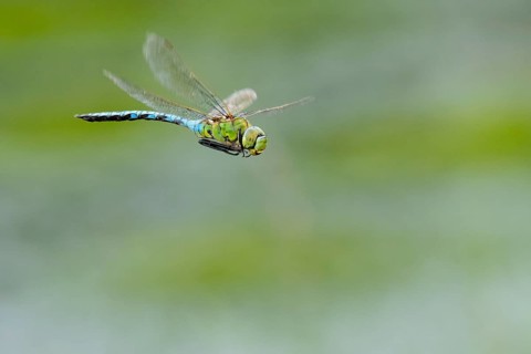 Emperor dragonfly