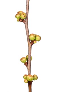 Ornamental quince