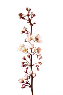 Blood plum