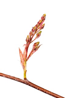 Shadbush