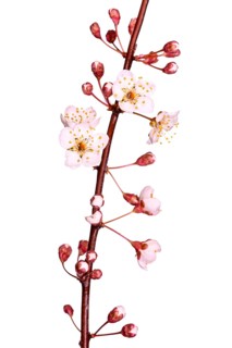 Blood plum