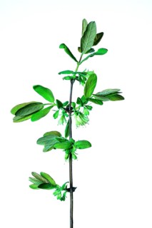 Honeyberry Maistar