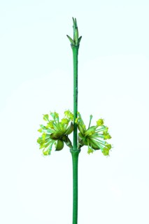 Cornelian cherry