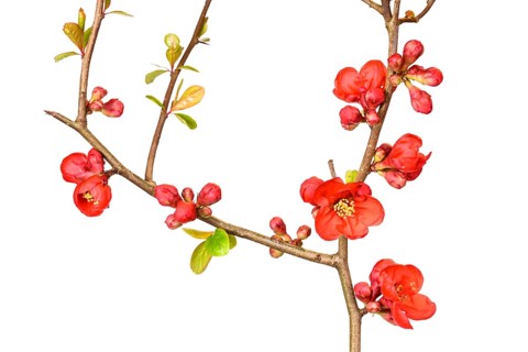 Ornamental quince