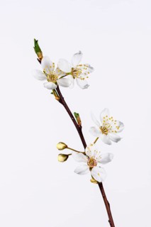 Hawthorn