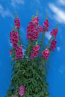Common hollyhocks