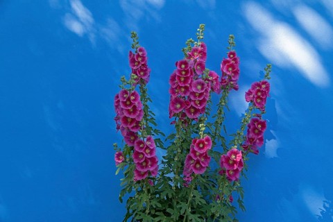 Common hollyhocks