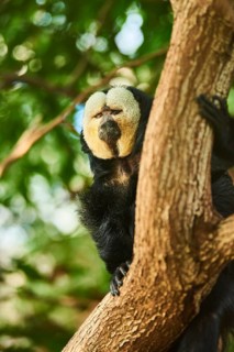White-faced saki
