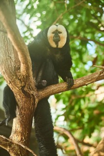 White-faced saki