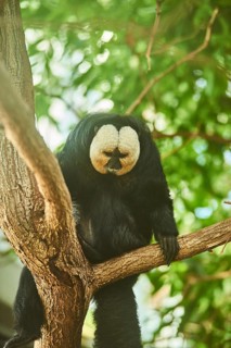 White-faced saki