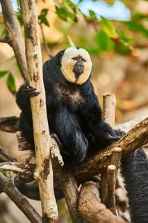 White-faced saki