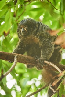 White-faced saki