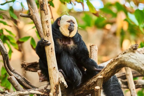 White-faced saki