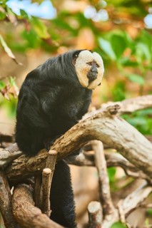White-faced saki