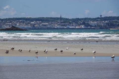 Sandy beach beach Sainte-Anne-la-Palud at low tide
