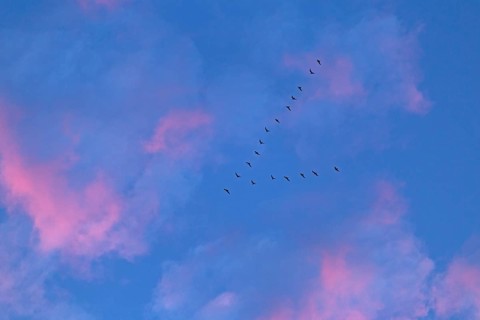 Flock of birds