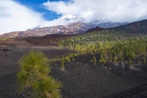 Canary island pines