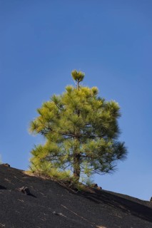 Canary Island Pine