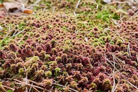 Flat-topped bogmoss