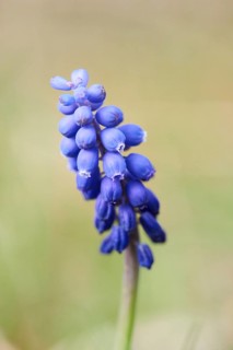 Grape hyacinth
