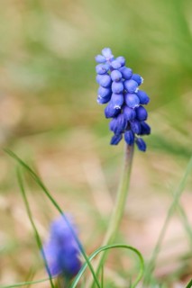 Grape hyacinth